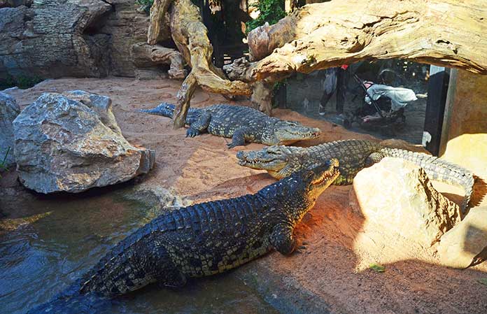 Bioparc cocodrilos del Nilo