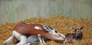 Nacimiento en directo en BIOPARC Valencia de una gacela Mhorr, especie extinta en la naturaleza