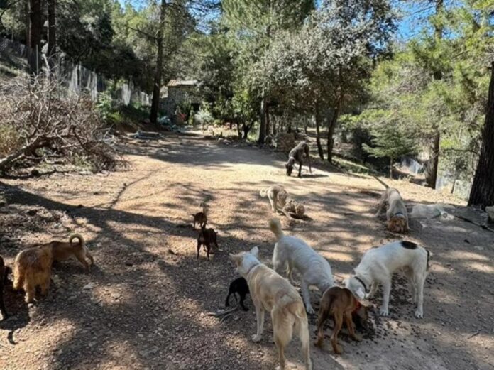 refugi-animals-xativa-maig-2025