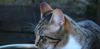 Compromís Xàtiva demana mesures urgents per garantir l’accés a l’aigua dels animals davant l’onada de calor