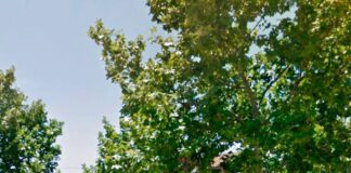 L’Alcúdia de Crespins denunciarà l’exclusió de les bonificacions al transport públic per als municipis de la zona “D”