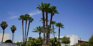 Xàtiva inicia la poda controlada de palmeres en diferents zones del municipi