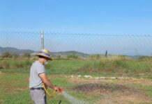 La plaga de milpeus s’estén per diverses localitats de la Costera