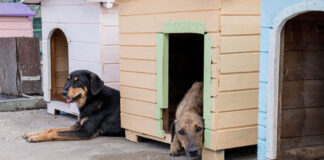 La Mancomunitat de la Costera-Canal adquireix un nou centre comarcal d’acollida d’animals