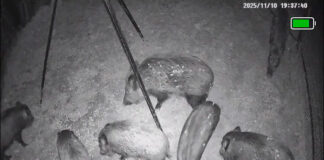 El sistema de gàbies homologades permet capturar 36 porcs senglars en una sola nit