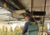 Cinc detinguts a Vallada per una plantació interior de marihuana en una nau sense activitat