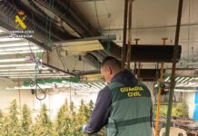 Cinc detinguts a Vallada per una plantació interior de marihuana en una nau sense activitat